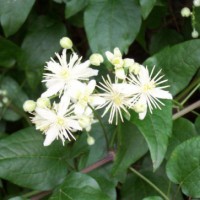 CLEMATIS